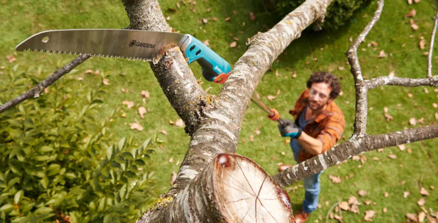 Tipos de poda de árboles: Guía completa para un cuidado profesional